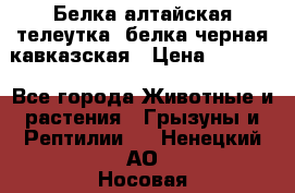 Белка алтайская телеутка, белка черная кавказская › Цена ­ 5 000 - Все города Животные и растения » Грызуны и Рептилии   . Ненецкий АО,Носовая д.